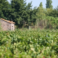 Photo de France - La randonnée de la Tamarissière